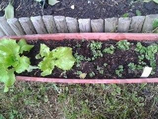 les légumes des loulous ... 