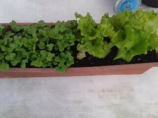 suite de la pousse de nos radis et laitues